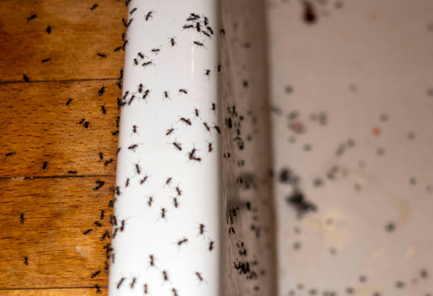 Best Bed Bug Extermination  in Harvey, ND