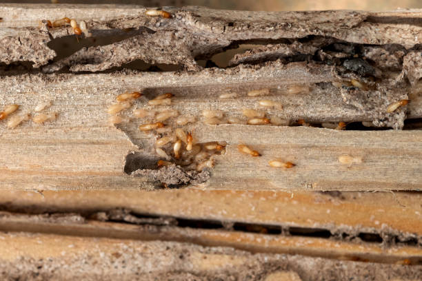 Best Pest Inspection Near Me  in Harvey, ND