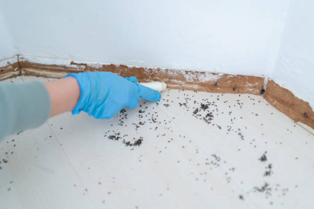 Trusted Harvey, ND Pest Control Experts